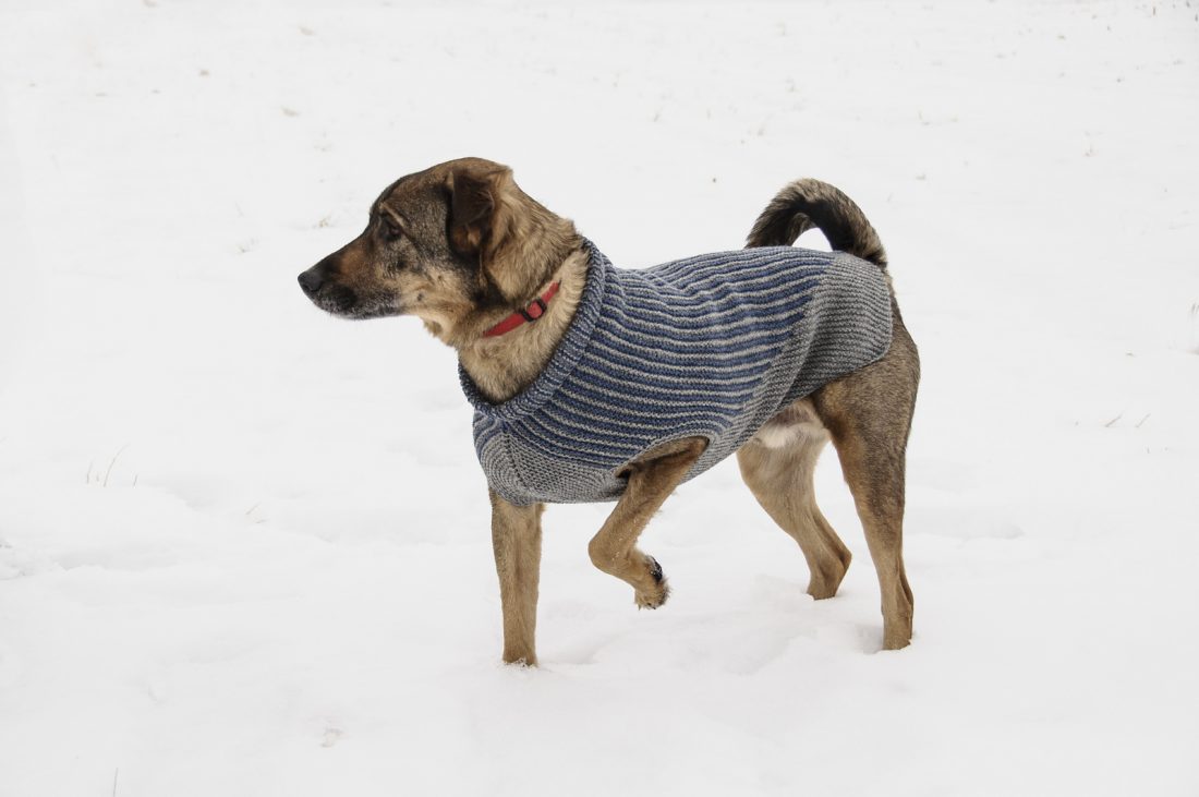 Bird Island Dog Sweater by Sys Fredens. (© blue sky fibers)