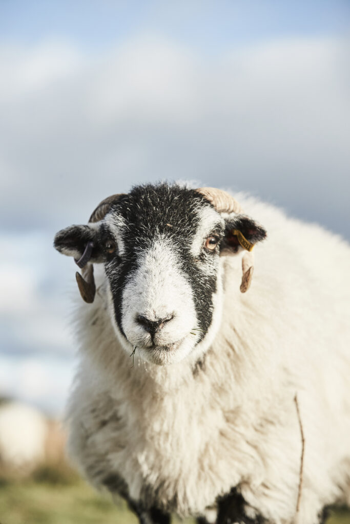 Laxtons 100% British grown and spun yarn has landed!