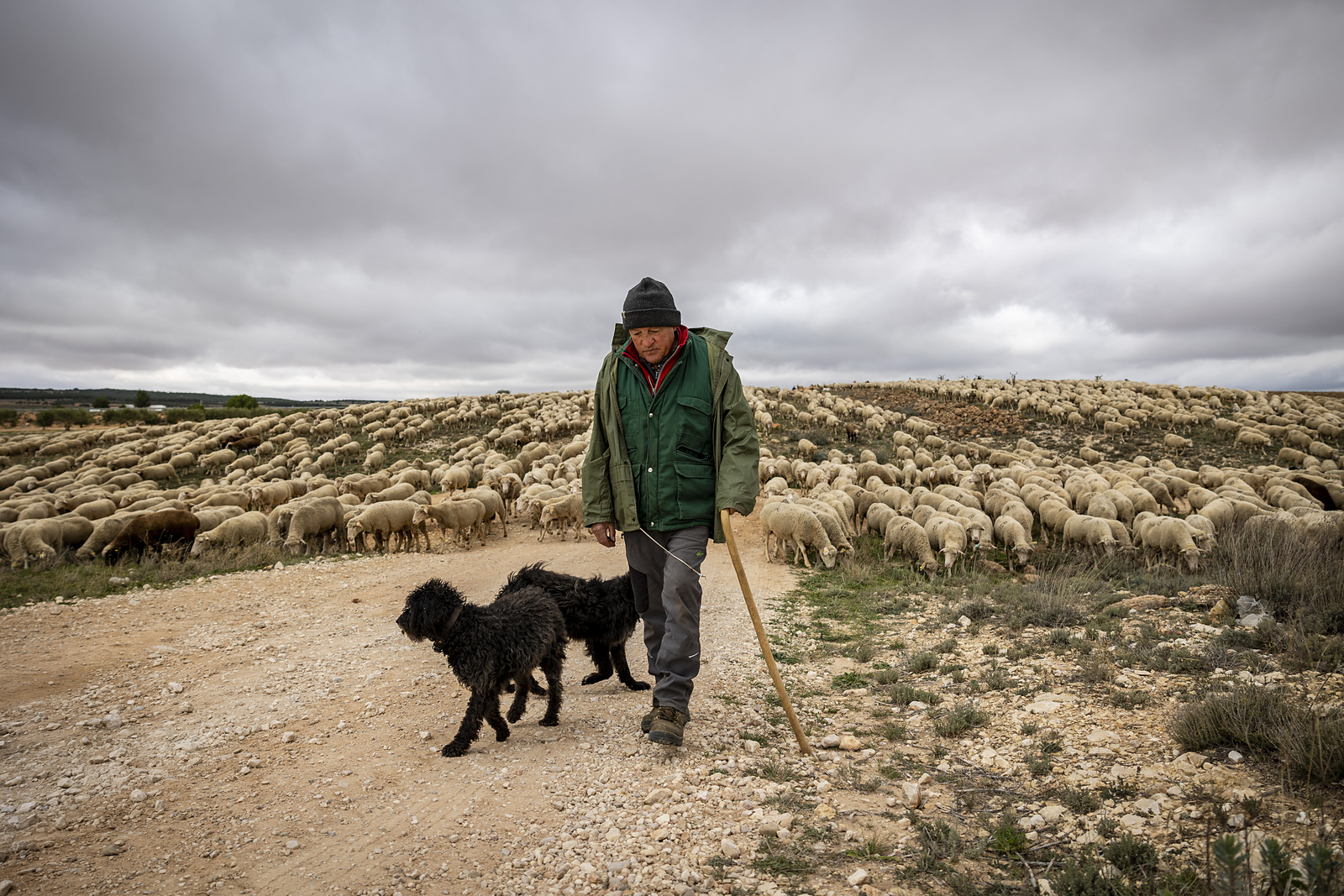 A Spanish shepherd in a warm coat and hat accompanied by two shaggy black dogs leads a herd of sheep down a gravel road.