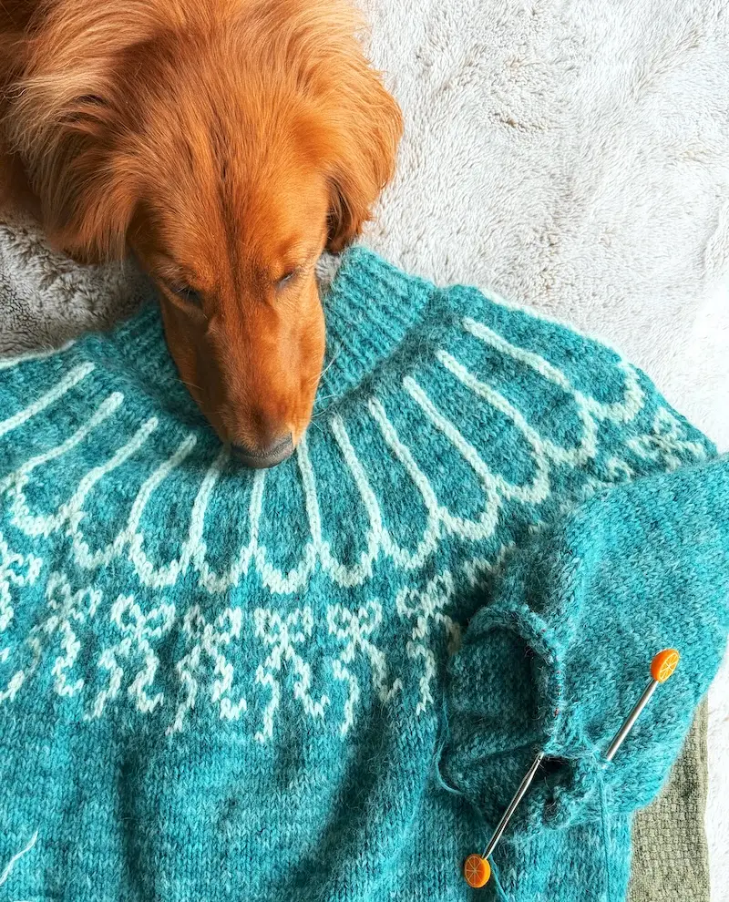 A reddish Golden Retriever dog lies with her nose on a teal colorwork sweater in progress.