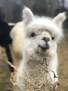 A fluffy white alpaca is munching on hay, with a blurred background of other animals.