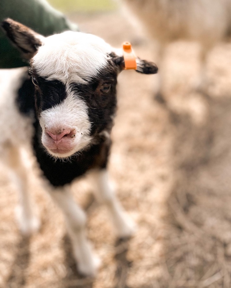 An adorable black and white lamb with an orange ear tag.