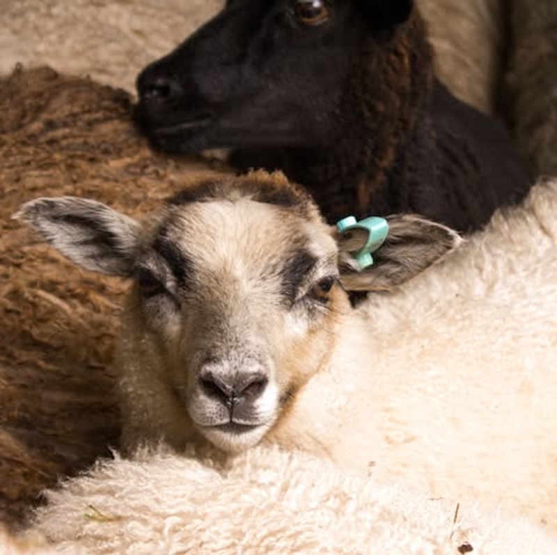 Shetland sheep from the Garthenor flock
