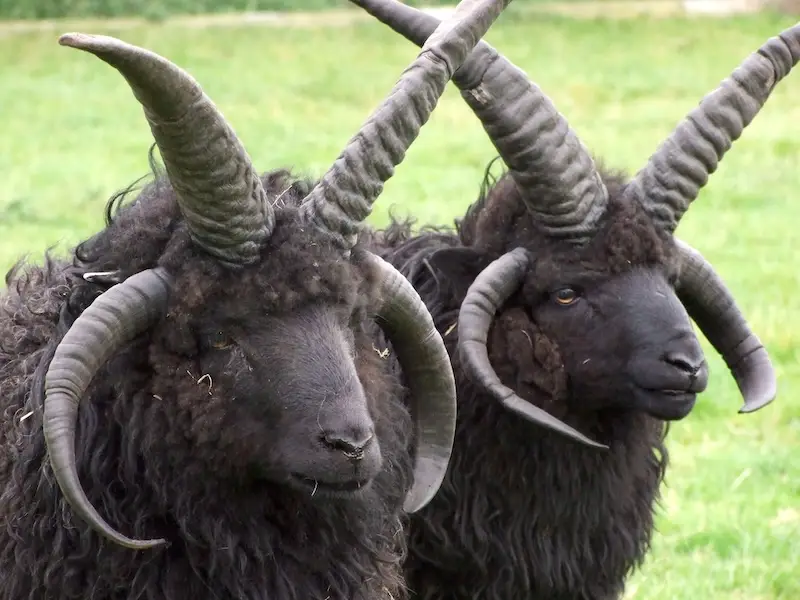 Two black Hebridean sheep with an impressive array of horns