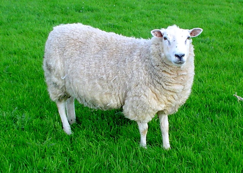 A fluffy white Lleyn sheep in a green field.