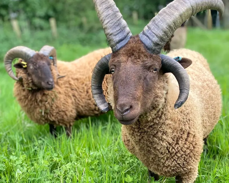 Two Manx Loaghtan sheep with striking red coats and impressive horns.