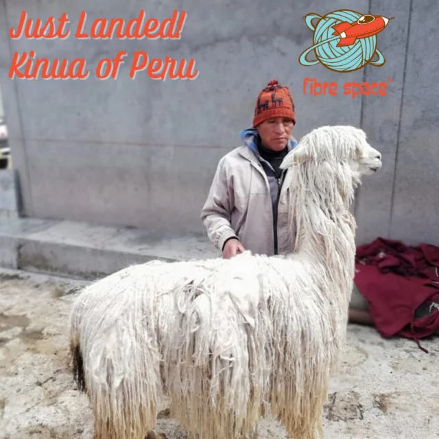 I am so excited to share a new brand with you! Kinua has arrived straight from Peru. This incredible company produces a luxurious blend of baby Suri Alpaca and Peruvian wool.  Each yarn is scoured, milled, spun and quality controlled on-site from fibres farmed in the Andes mountains. It is then dyed using an ancestral, artisanal hand dyeing process using plant-based only dyes. We've got fingering weight (plied) and an aran weight (single ply) in a huge range of incredible colors. We can't wait to see what you cast on with this new yarn! 

@kinuayarns #botanicaldye #sustainableyarn #peru #babyalpacasuri #peruvianmerino #kinuayarns #fibrespacejustlanded #shopalxva #otboutiques